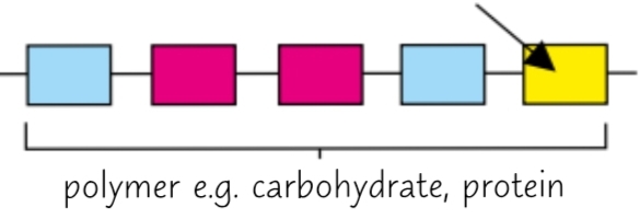 <p><strong>Large</strong>, <strong>complex</strong> <strong>molecules</strong> made of <strong>long chains</strong> of <strong>monomers</strong></p>