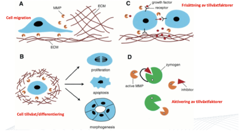 <p>Det sker med hjälp av <strong>matrix-metalloproteinaser</strong> (MMP). Det sker vid 4 olika situationer;</p><ul><li><p>Tillväxt och differentiering </p></li><li><p>Cellmigration</p></li><li><p>Frisättning av tillväxtfaktorer</p></li><li><p>Aktivering av tillväxtfaktorer</p></li></ul>