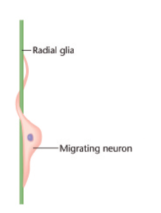 <p>begeleiding migratie van neuronen (zowel axonen als dendrieten) tijdens embryonale ontwikkeling</p>
