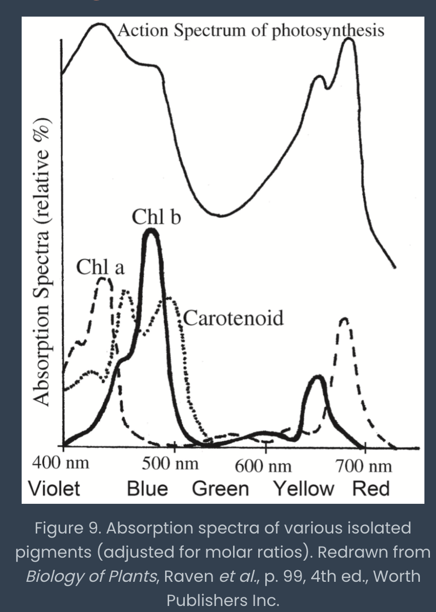<p>graph of the amount of light absorbed by a given substance at various wavelengths</p><p></p><p></p>