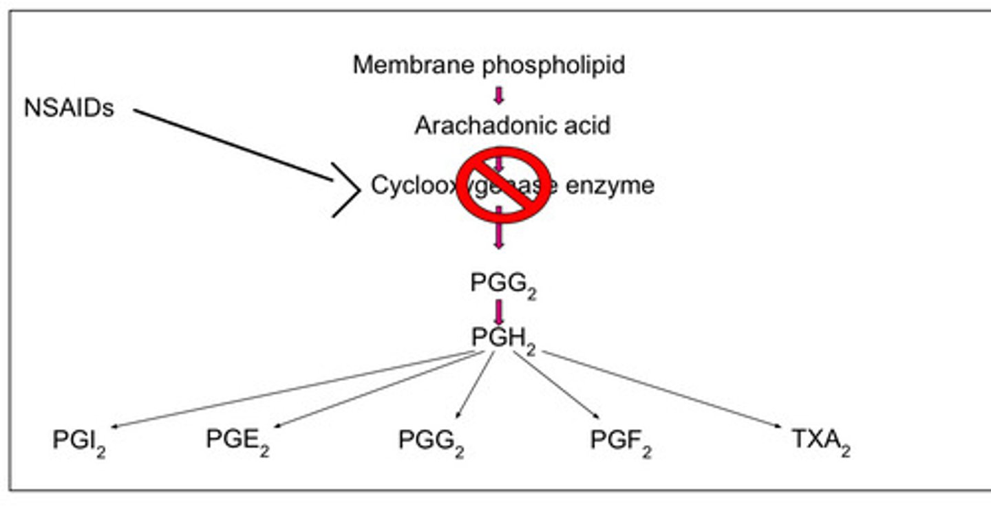 <p>prostaglandins (by inhibiting COX enzyme)</p>