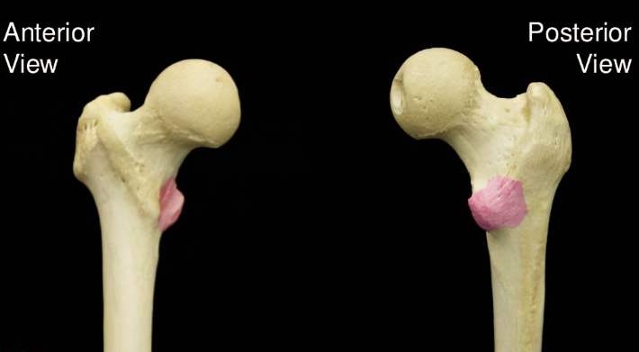 <p>What bone structure is this?</p>