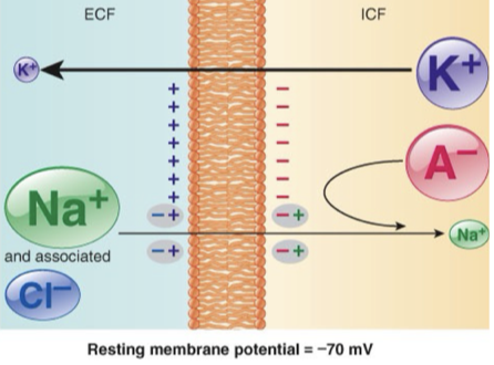<p>So if the interior is attracting Na+ ions bc its (-) inside, which direction is the electrical force acting on Na+, is it attracting it into the cell or out of the cell?</p>