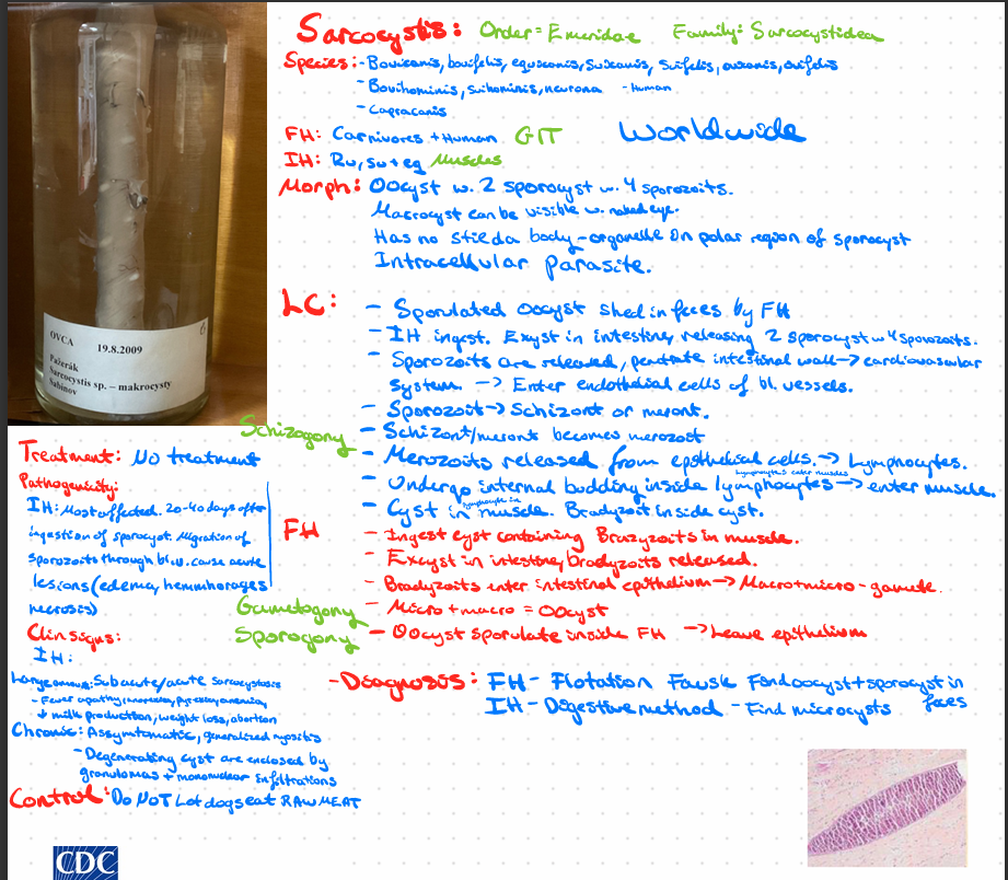 <p>Sarcocystis sp. </p><img src="https://knowt-user-attachments.s3.amazonaws.com/acde1095-a137-4896-8fb9-1ef1ef30ed8f.png" data-width="100%" data-align="center"><p></p>