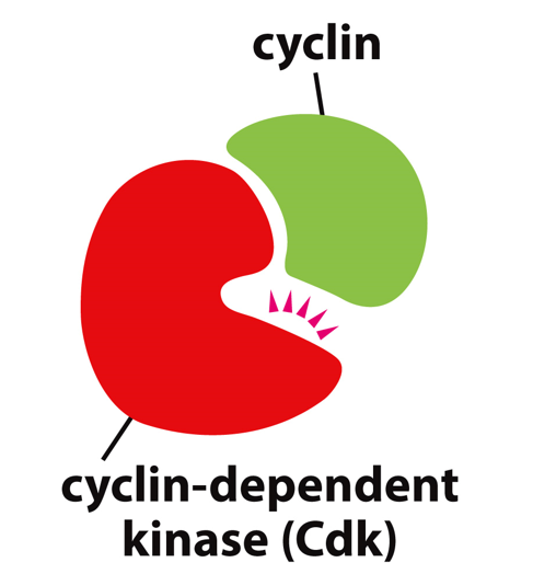 Cdks (cyclin-dependent kinases)

* target proteins essential for cell cycling (many are transcription factors)
* always present but only activated when bound to cyclin
* cyclin-Cdk complex phosphorylate other proteins to drive DNA replication and mitosis