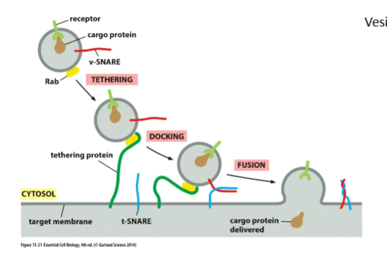 <ul><li><p>Small GTP-binding proteins</p></li><li><p>Bound to vesicle membranes</p></li><li><p>Each membrane type has a unique Rab</p></li></ul><p></p>