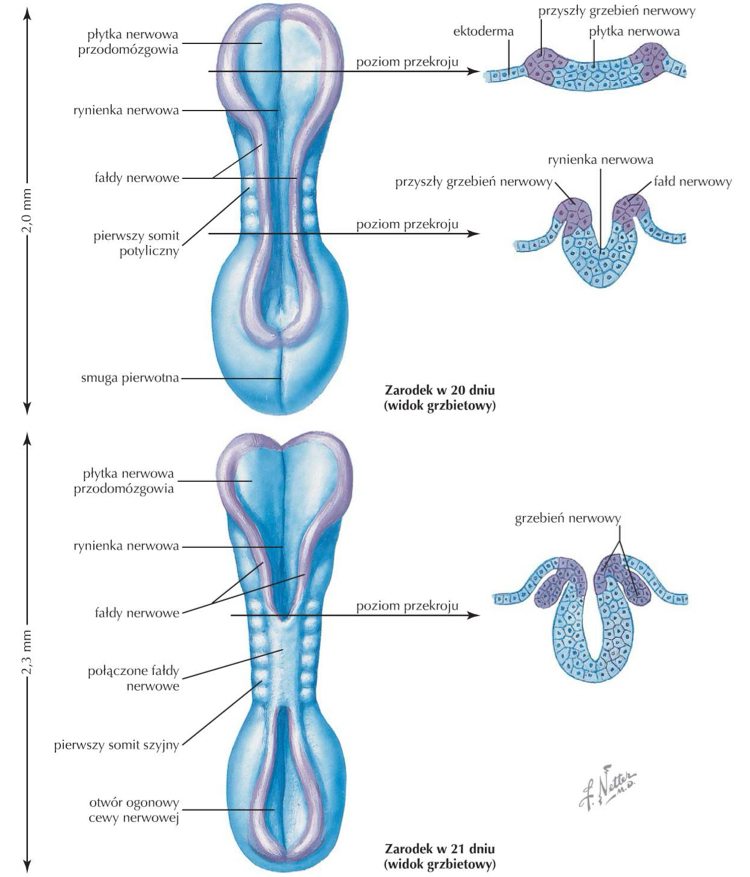 <p>neuropor przedni ok. 25 d. rozwoju » przekształca się w blaszkę krańcową</p><p>neuropor tylny 2/3 dni później</p>