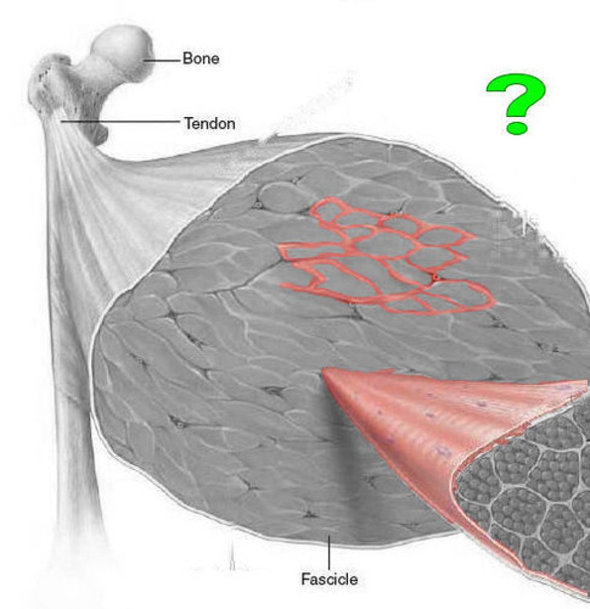 <p>covering that surrounds fascicles</p>