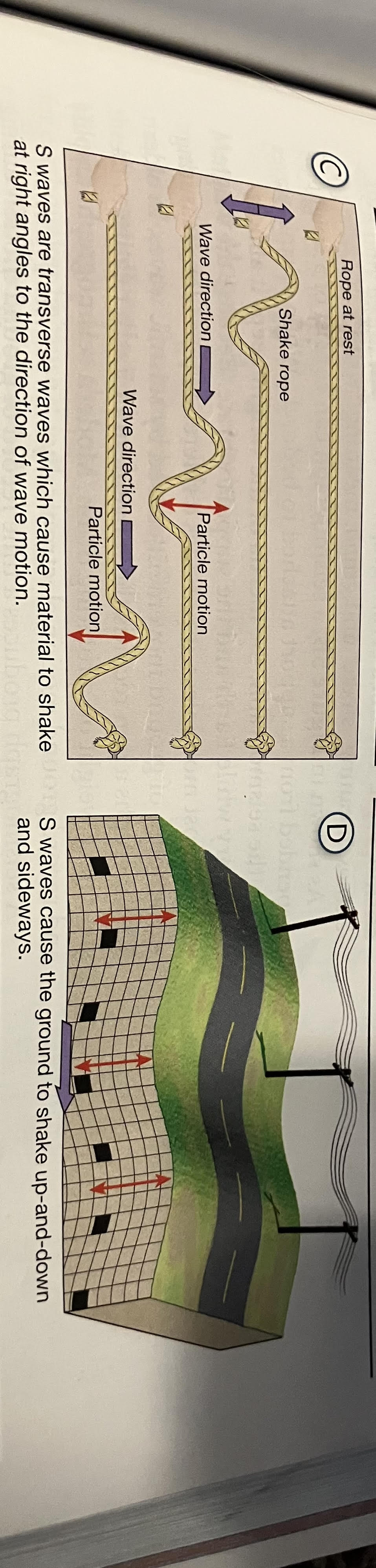 <p><strong>S waves shake particles at right angles to the direction that the waves travel. </strong>S-waves are also called transverse waves. Their motion can be illustrated by attaching one end of a rope to a wall and shaking the other end up-and-down, as shown in Figure 4C. S waves temporarily change the shape of the material that transmits them. <strong>Since liquids and gases will not return to their shape once a force is removed, they will not transmit S waves. Solids, on the other hand, do resist changes in their shape, so they will transmit S waves.</strong> As Figure 4D shows, S waves cause the ground to shake sideways and up-and-down. S waves travel more slowly than P waves. </p>
