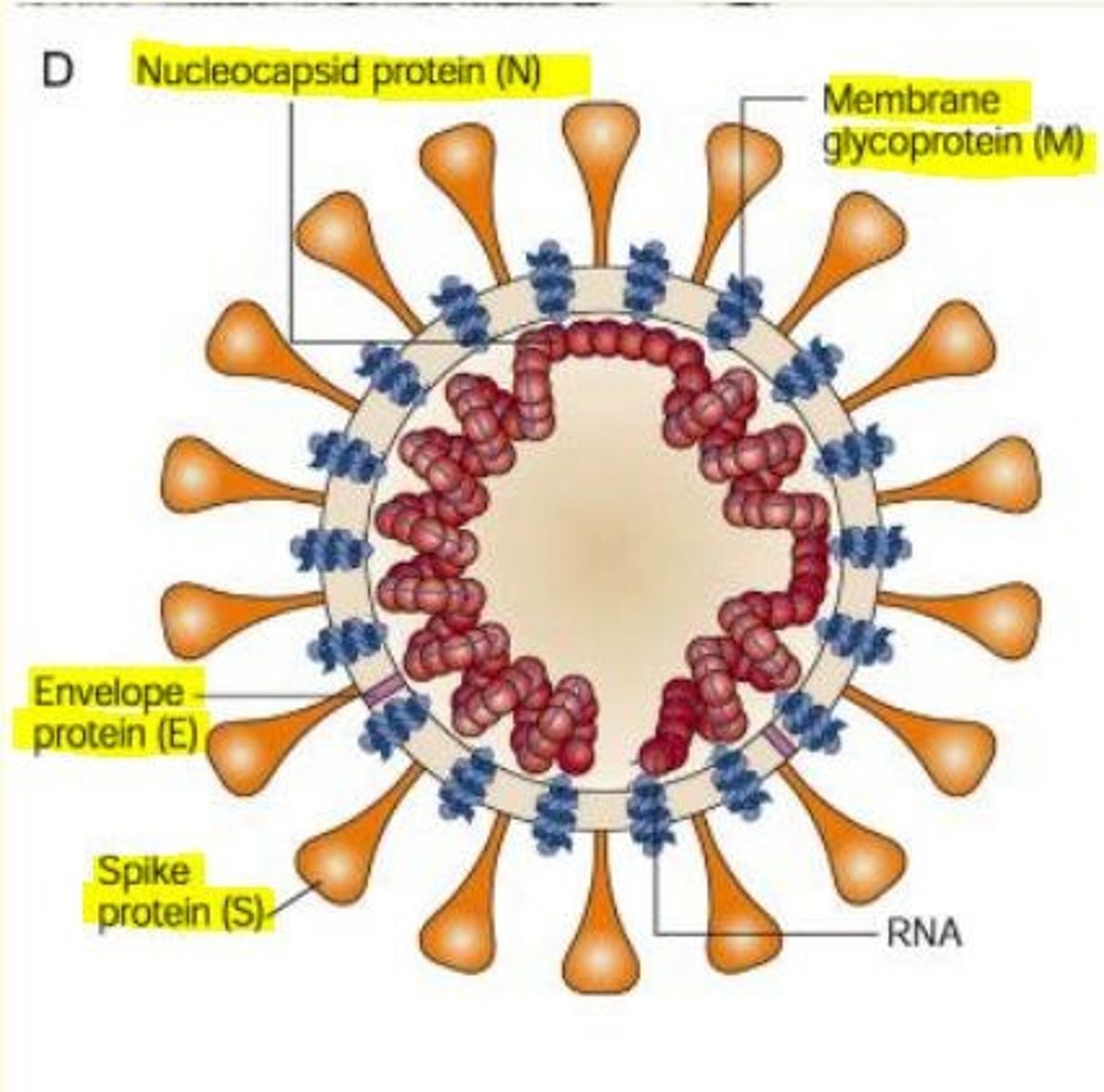 <p>1) Spike protein</p><p>2) Envelope</p><p>3) Membrane</p><p>4) Nucleocapsid</p>