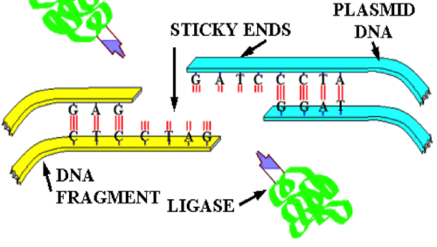<p>The process of joining two pieces of DNA to a single piece through the use of ligase (DNA enzyme).</p>