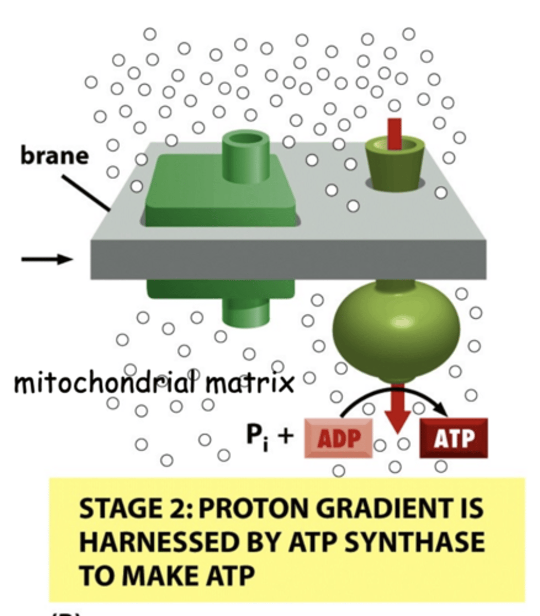<p>use proton gradient to make ATP</p>