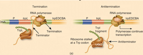 <ul><li><p>trp operon in bacteria is an example of transcriptional attenuation (putting brake on transcription)</p></li><li><p>during transcription of the 162-bp leader region of the operon, a domain of the new synthesized RNA transcript can fold to form either an antiterminator (no tryptophan) or terminator (when there is tryptophan) hairpin</p></li><li><p>antitermination is used as a control mechanism in bacteria to regulate expression of some operons and happens when RNAP reads through </p></li></ul><p></p>