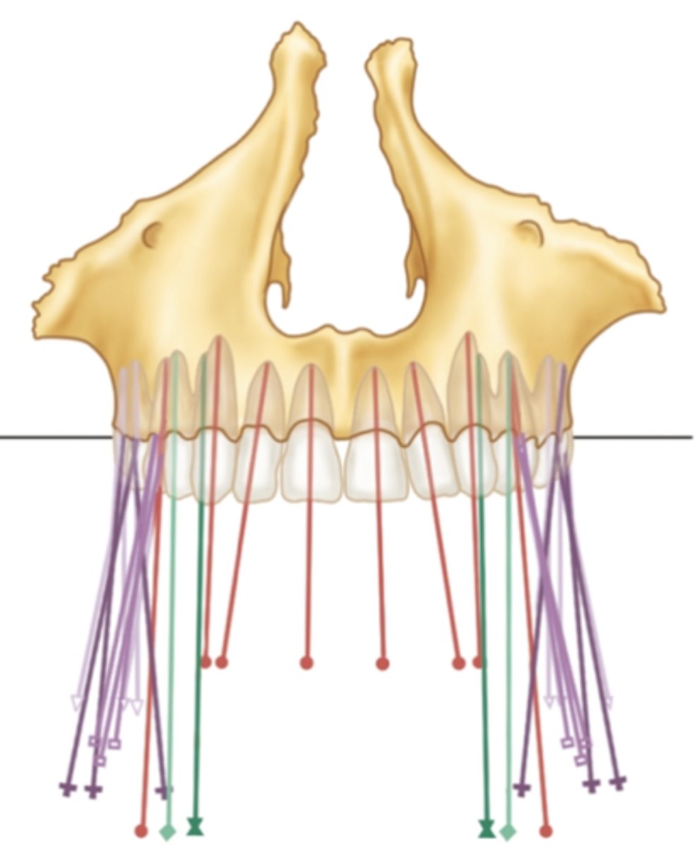<p>from a frontal view, the <strong>maxilla's</strong> <strong>posterior</strong> teeth have a _____ inclination</p>