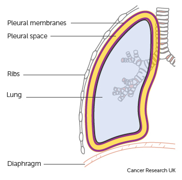 surround the lungs and line the thoracic cavity