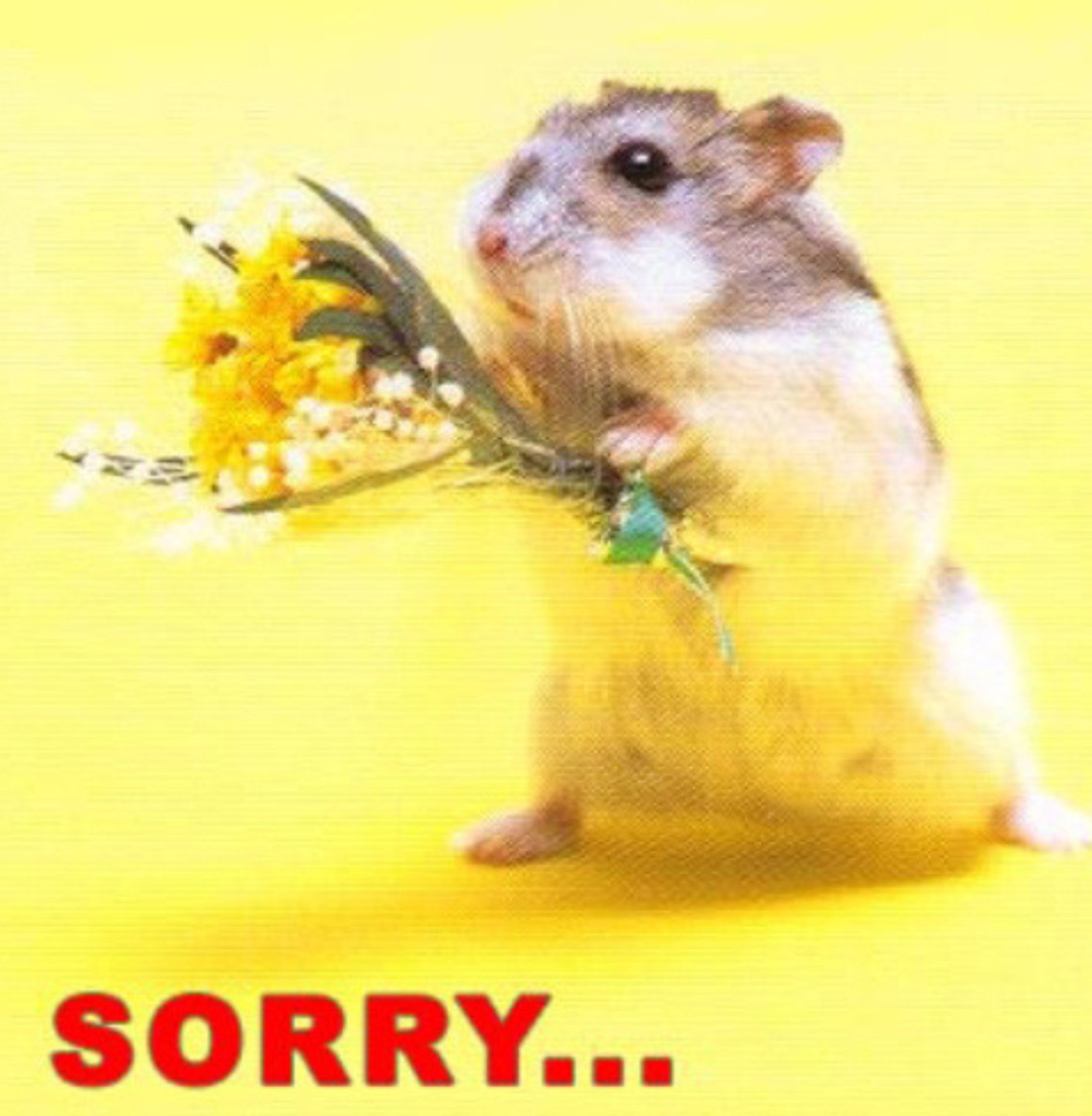 <p>(n) lời xin lỗi<br />
She accepted his apology.<br />
(Cô ấy chấp nhận lời xin lỗi của anh ta)</p>