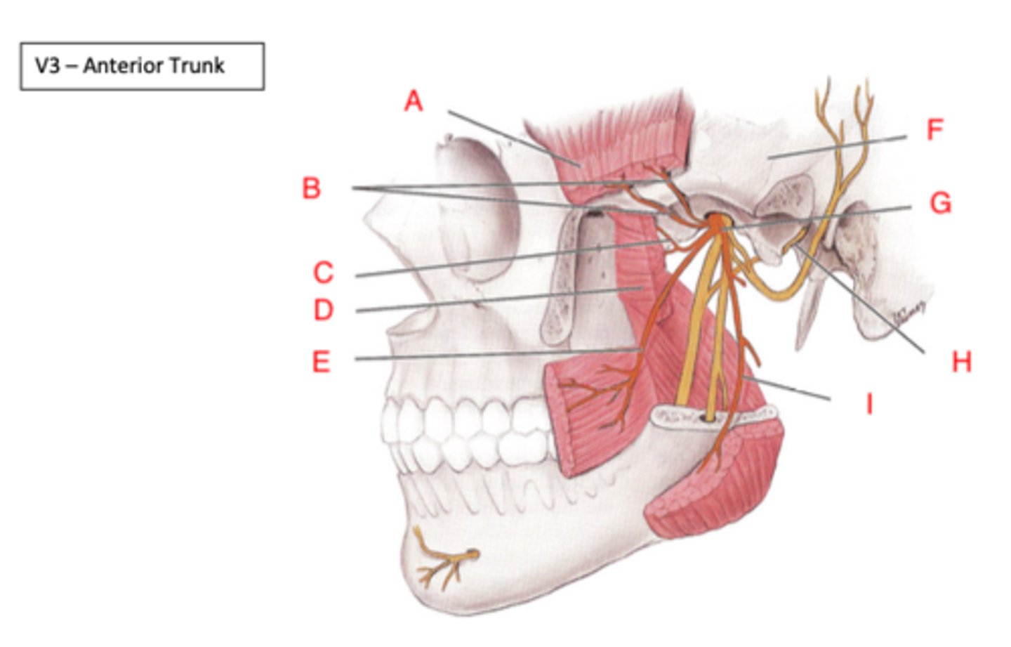 <p>Buccal n, branches to muscles of mastication</p>