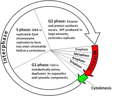 <p><span>When the cell grows in preparation for mitosis, makes proteins, and duplicates its DNA.&nbsp;</span><span style="color: windowtext">&nbsp;</span></p><p class="Paragraph SCXO183177483 BCX0" style="text-align: left"><span>It has three phases:</span><span style="color: windowtext">&nbsp;</span></p><p class="Paragraph SCXO183177483 BCX0" style="text-align: left"><span><strong>G₁ Phase (Growth 1)&nbsp;&nbsp;</strong></span></p><ul><li><p class="Paragraph SCXO183177483 BCX0" style="text-align: left"><span>The cell grows and carries out its normal metabolic functions.</span><span style="color: windowtext">&nbsp;</span></p></li><li><p class="Paragraph SCXO183177483 BCX0" style="text-align: left"><span>It makes proteins and organelles &amp; duplicates organelles &amp; cytosolic components&nbsp;</span><span style="color: windowtext">&nbsp;&nbsp;</span></p></li></ul><p class="Paragraph SCXO183177483 BCX0" style="text-align: left"><span><strong>S Phase (Synthesis)&nbsp;</strong></span></p><ul><li><p class="Paragraph SCXO183177483 BCX0" style="text-align: left"><span>The cell copies its DNA so that each new cell will have a full set of genetic material => DNA &amp; histones synthesised</span><span style="color: windowtext">&nbsp;</span></p></li></ul><p class="Paragraph SCXO183177483 BCX0" style="text-align: left"><span><strong>G₂ Phase (Growth 2)&nbsp;</strong></span></p><ul><li><p class="Paragraph SCXO183177483 BCX0" style="text-align: left"><span>The cell continues growing and prepares for division</span><span style="color: windowtext">&nbsp;</span></p></li><li><p class="Paragraph SCXO183177483 BCX0" style="text-align: left"><span>Completion of centriole replication&nbsp;</span><span style="color: windowtext">&nbsp;</span></p></li><li><p class="Paragraph SCXO183177483 BCX0" style="text-align: left"><span>Protein synthesis&nbsp;</span><span style="color: windowtext">&nbsp;</span></p></li><li><p class="Paragraph SCXO183177483 BCX0" style="text-align: left"><span>Ensures DNA was copied correctly, ready for M phase&nbsp;</span><span style="color: windowtext">&nbsp;</span></p></li></ul><p class="Paragraph SCXO183177483 BCX0" style="text-align: left"><span data-name="pushpin" data-type="emoji">📌</span><span> <strong>At the end of interphase, the cell has doubled its DNA and is ready to divide.</strong></span><span style="color: windowtext">&nbsp;</span></p>