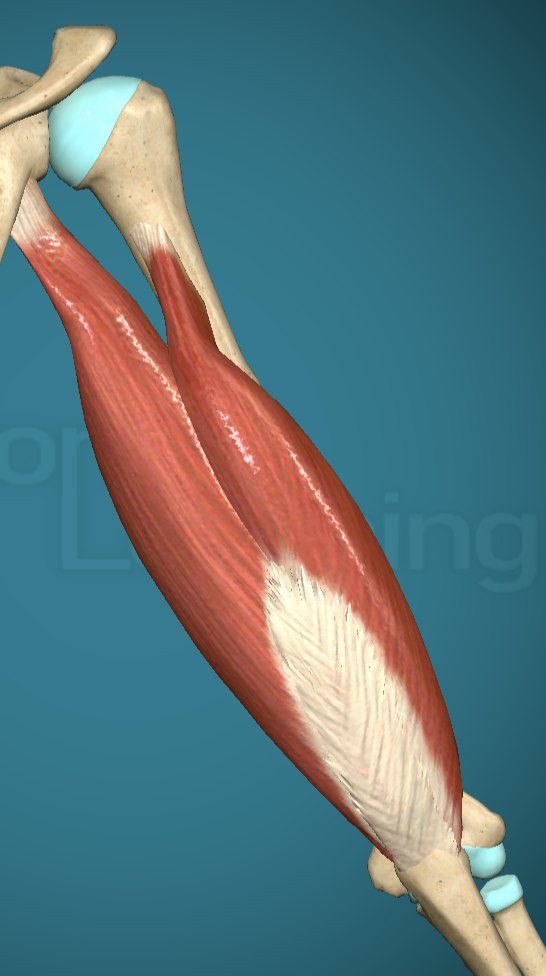 <p>Triceps Brachii Origin</p>