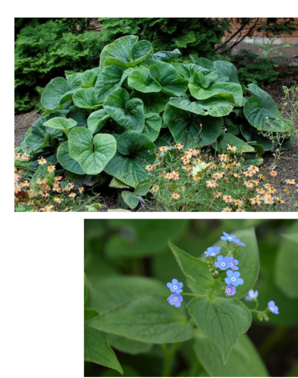 <p>Shade</p><p>Rain garden, ground cover</p>