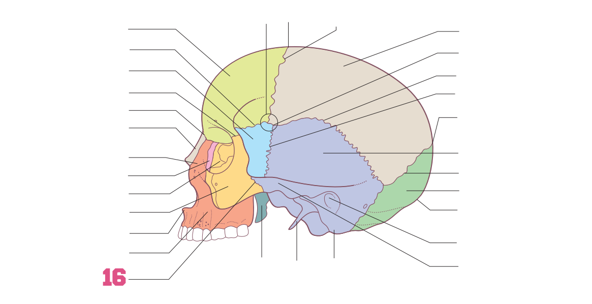 <p>16</p>