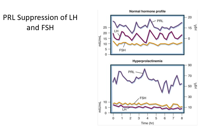 <p>A- Negative inhibition due to high prolactin levels. </p><ul><li><p><strong>High prolactin inhibits GnRH, causing LH and FSH to be decreased! </strong>(estrogen and progesterone will be decreased too)</p></li></ul><p></p>