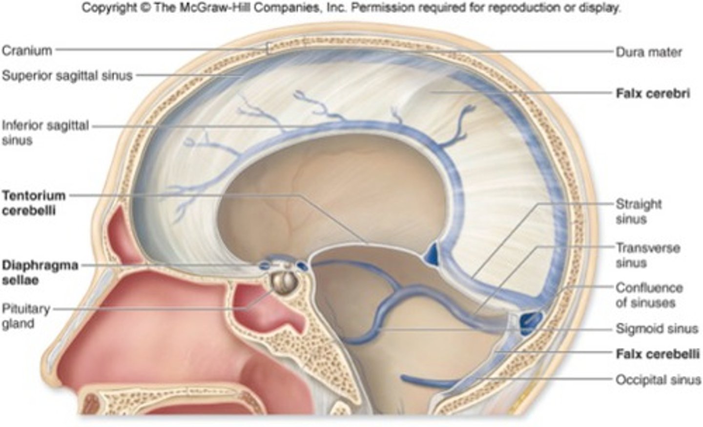 <p>Falx cerebri</p><p>Falx cerebelli</p><p>Tentorium cerebelli</p><p>Diaphragm sellae (near pituitary gland)</p>