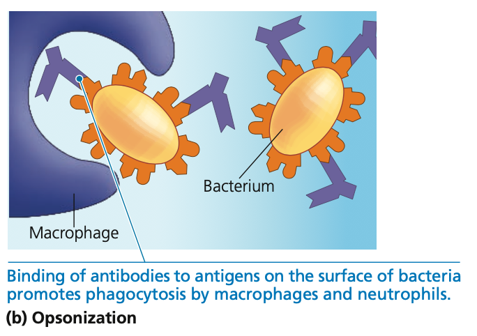 
2. **Opsonization**

* Antibodies promote ______ by presenting a recognized structure to macrophages or neutrophils
* With the other antigen-binding site, antibodies directly facilitate phagocytosis by aggregating bacterial cells, viruses, and other foreign substances