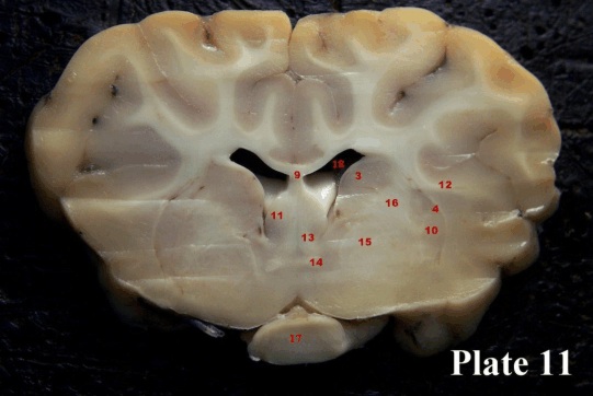 <p>14</p>