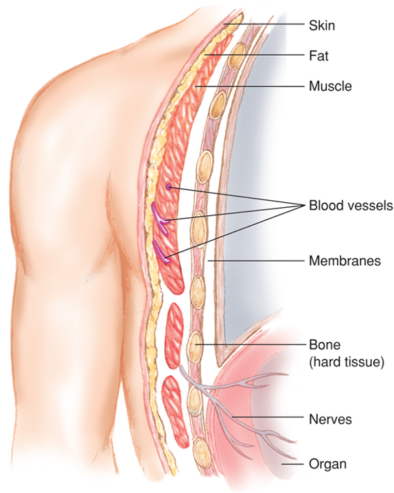 <ul><li><p><span><span>Skin</span></span></p></li><li><p><span><span>Fatty tissues</span></span></p></li><li><p><span><span>Muscles</span></span></p></li><li><p><span><span>Blood vessels</span></span></p></li><li><p><span><span>Connective tissues</span></span></p></li><li><p><span><span>Membranes</span></span></p></li><li><p><span><span>Glands</span></span></p></li><li><p><span><span>Nerves</span></span></p></li></ul><p></p>