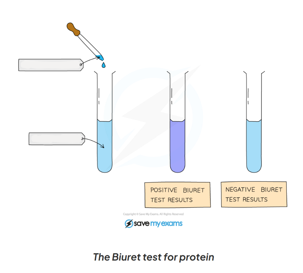 <p>1.13: CP Label  this diagram including the apparatus for the test for protein</p>