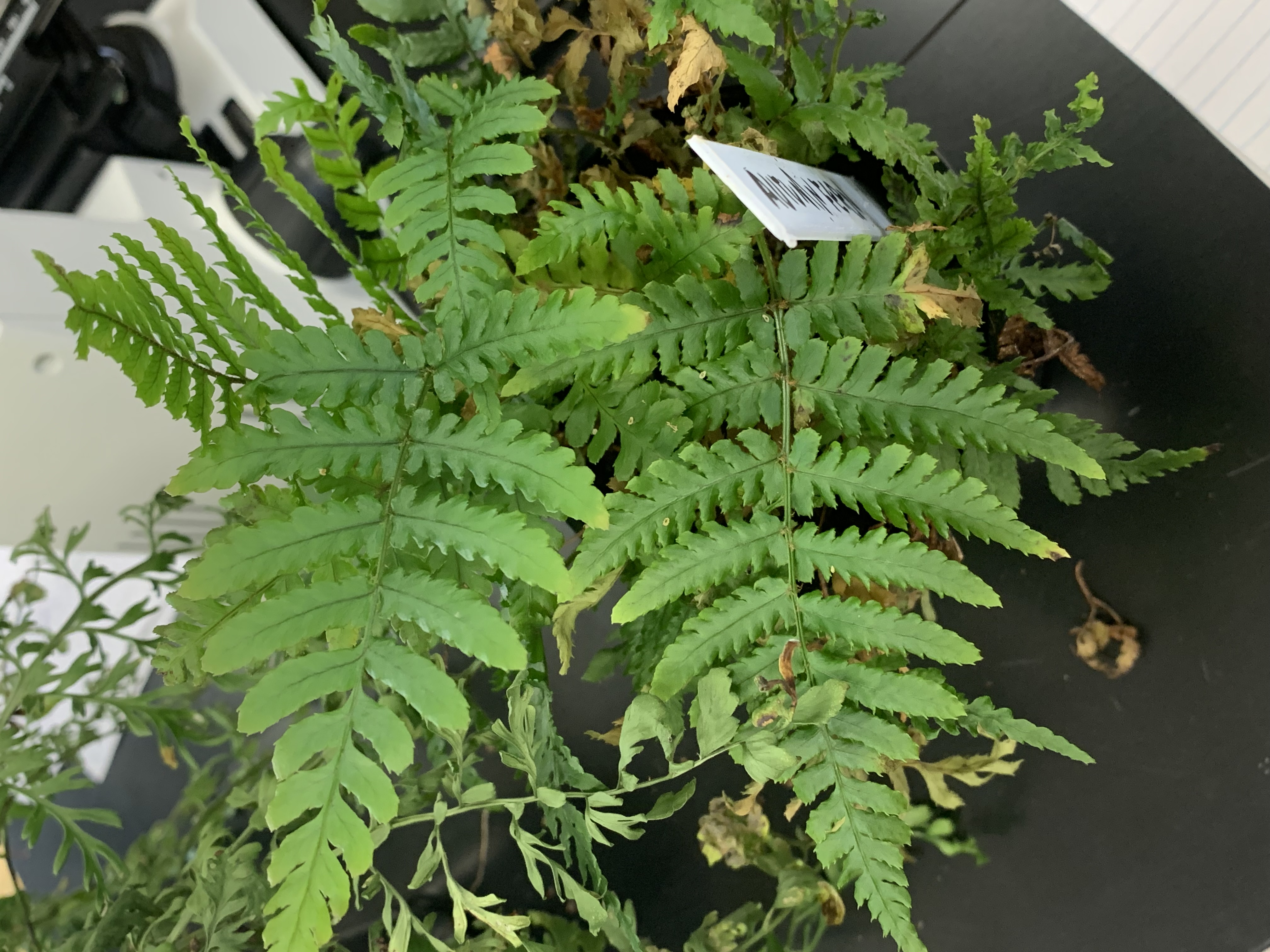 <p>Fern - Polypodiophyta</p>