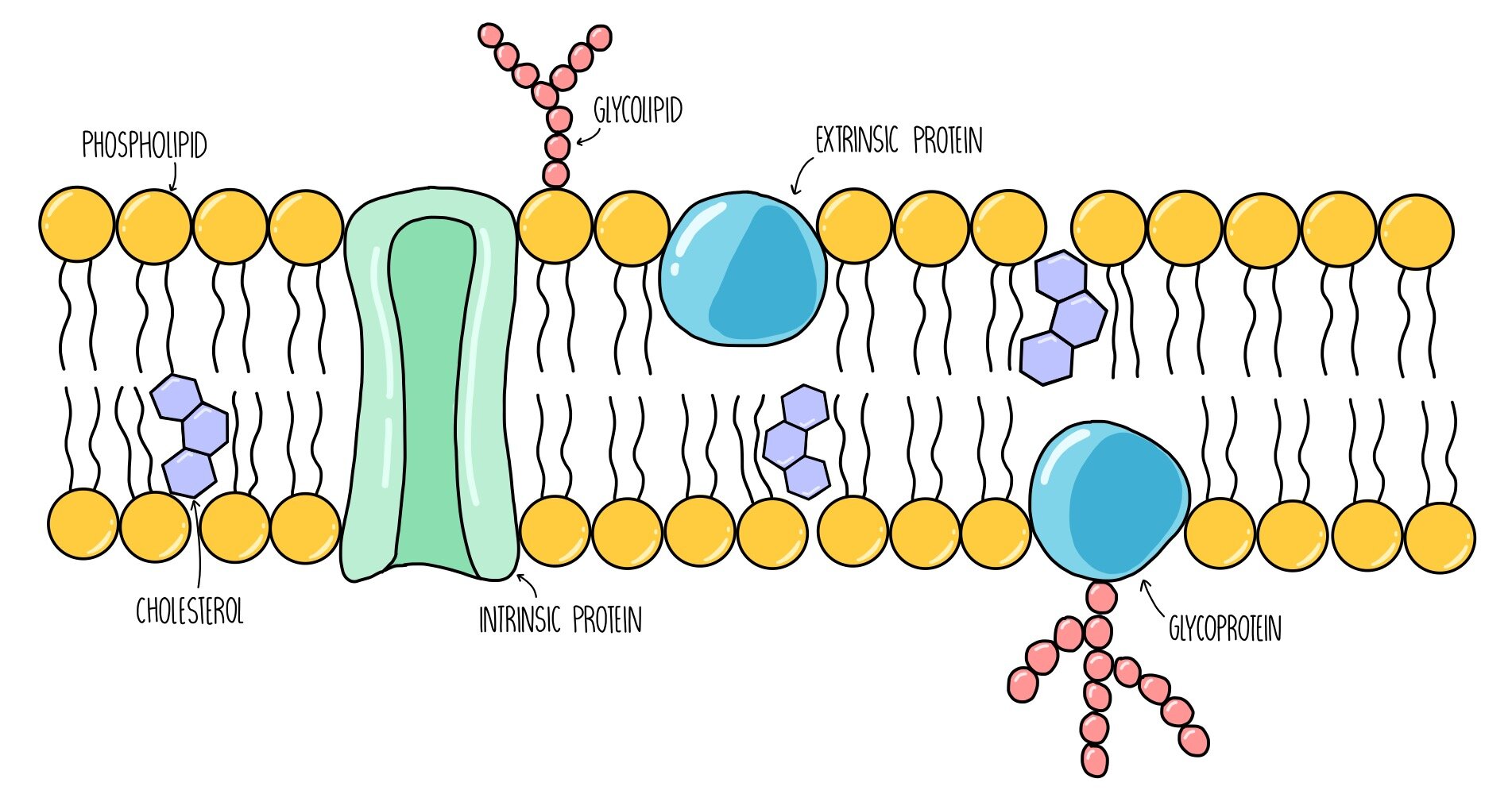 <ul><li><p>Phospholipid bilayer</p></li><li><p>Glycoproteins and glycolipids</p></li><li><p>Channel and carrier proteins</p></li><li><p>Cholesterol</p></li></ul>