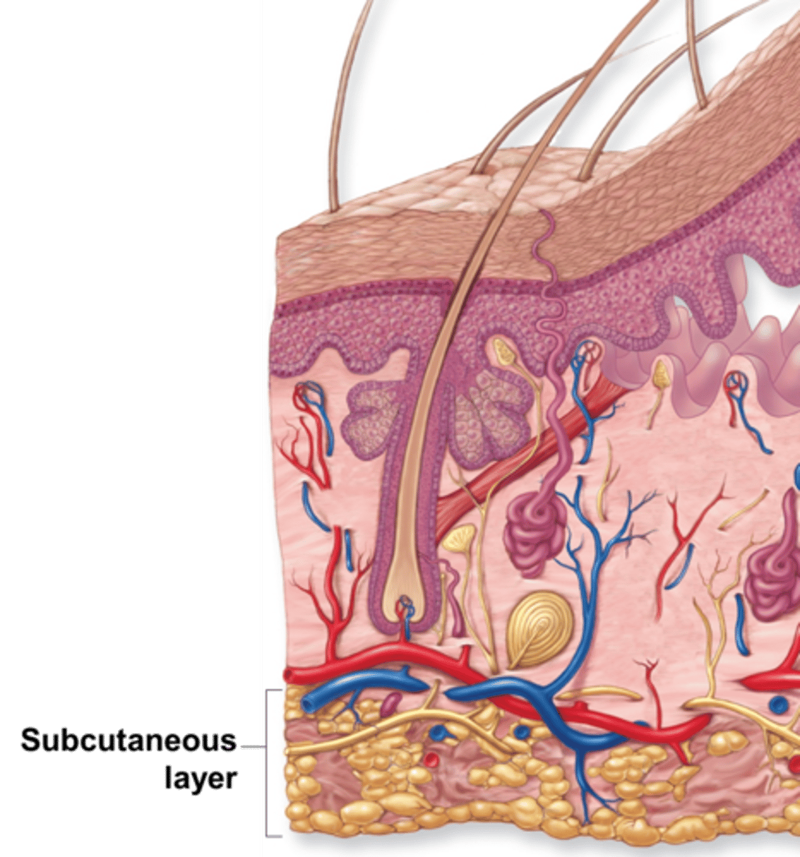 <p>Made up od adipose (fat) and connective tissue</p>