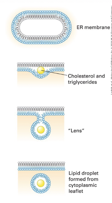 <p>storage compartments for triglycerides and cholesterol esters, also may serve as platforms for storage of proteins targeted for degradation </p><ul><li><p><u>formation</u>: </p><ul><li><p>cholesterol esters and triglycerides accumulate within the hydrophobic core of the lipid bilayer </p></li><li><p><span style="color: rgb(69, 235, 203);"><strong>delamination</strong></span> of the two lipid monolayers forms a “<strong>lens</strong>” </p></li><li><p>lens growth creates a <span style="color: rgb(84, 239, 214);"><strong>spherical droplet</strong></span> released by scission at the neck </p></li><li><p>the newly formed droplet is surrounded by a <strong>lipid monolayer </strong>derived from the cytosolic leaflet of the ER membrane </p></li></ul></li></ul><p></p>