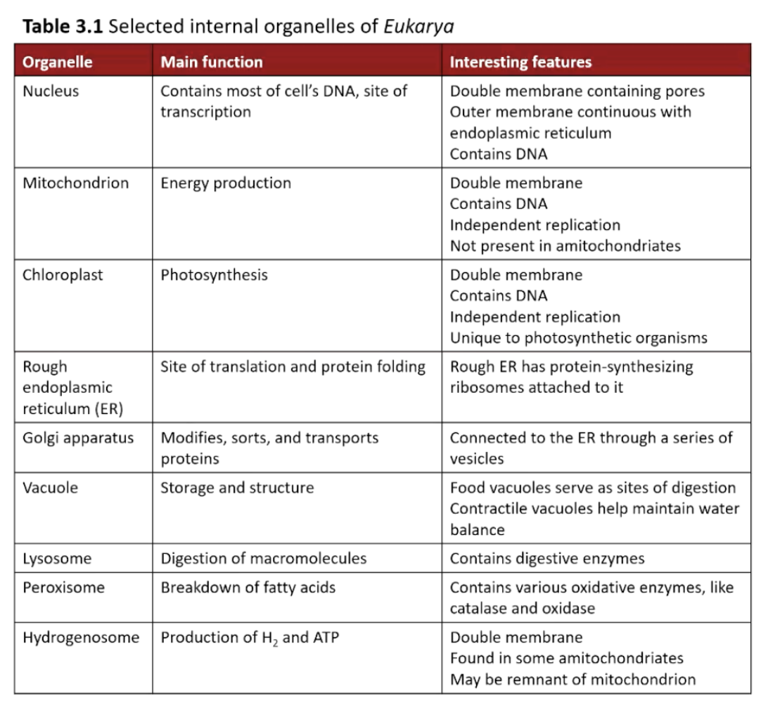 <ul><li><p>Nucleus - Contains most of the cell’s DNA, site of transcription</p></li><li><p>Mitochondrion - Energy production</p></li><li><p>Chloroplast - Photosynthesis</p></li><li><p>Rough endoplasmic reticulum (ER) - Site of translation and protein folding</p></li><li><p>Golgi apparatus - Modifies, sorts, and transports proteins</p></li><li><p>Vacuole - Storage and structure</p></li><li><p>Lysosome - Digestion of macromolecules</p></li><li><p>Peroxisome - Breakdown of fatty acids</p></li><li><p>Hydrogenosome - Production of H2 and ATP</p></li></ul><p></p>