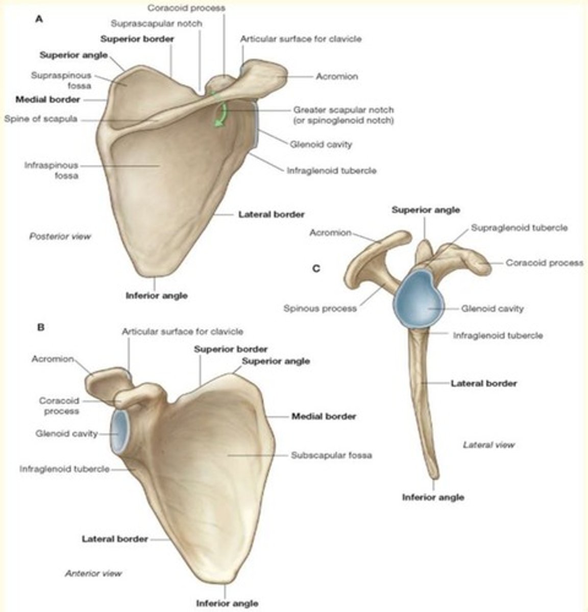 <p>Shoulder blade</p>