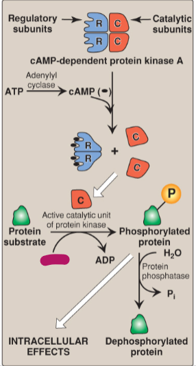 <p>Label the actions of cyclic adenosine monophosphate.</p>