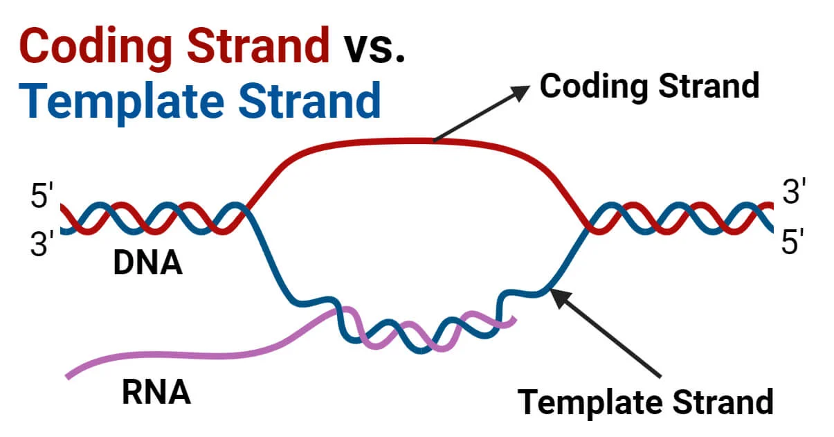 <p><strong>What is the coding strand?</strong> </p><p>A. The strand used as a template by RNA polymerase<br>B. The DNA strand that matches the mRNA sequence (except T for U)<br>C. The RNA strand made during transcription<br>D. The DNA strand that contains promoters and enhancer</p>