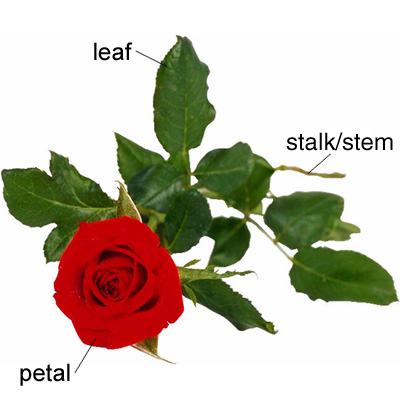 <p>stem</p>