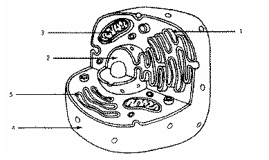 <p>Refer to the illustration above. The cell shown is probably an animal cell because it</p>