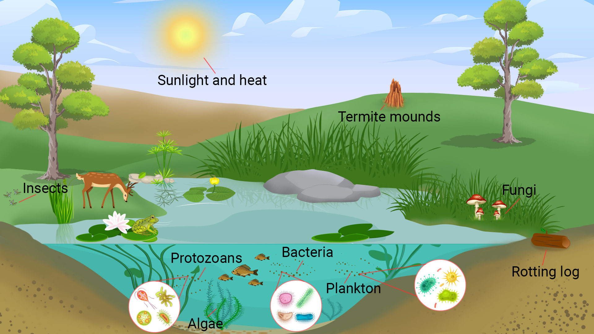 <p>An ecosystem is a dynamic community of living organisms (biotic factors) interacting with each other and with non-living components (abiotic factors) such as water, soil, air, and climate in a defined area. These interactions can be complex, with organisms relying on each other for food, shelter, and reproduction. Ecosystems can vary widely in size and can include habitats like forests, deserts, wetlands, and coral reefs. They are crucial for maintaining biodiversity and ecological balance.</p>