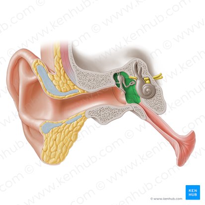 <p>cavity behind the tympanic membrane</p>