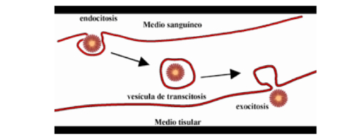 <p>• Transcellular transport.</p><p>• Combination of endocytosis and exocytosis.</p><p>• Receptors from the surface of certain polarized cells can transfer specific macromolecules from one extracellular space to another, through vesicle formation.</p><p>• Example: epithelial cells</p>