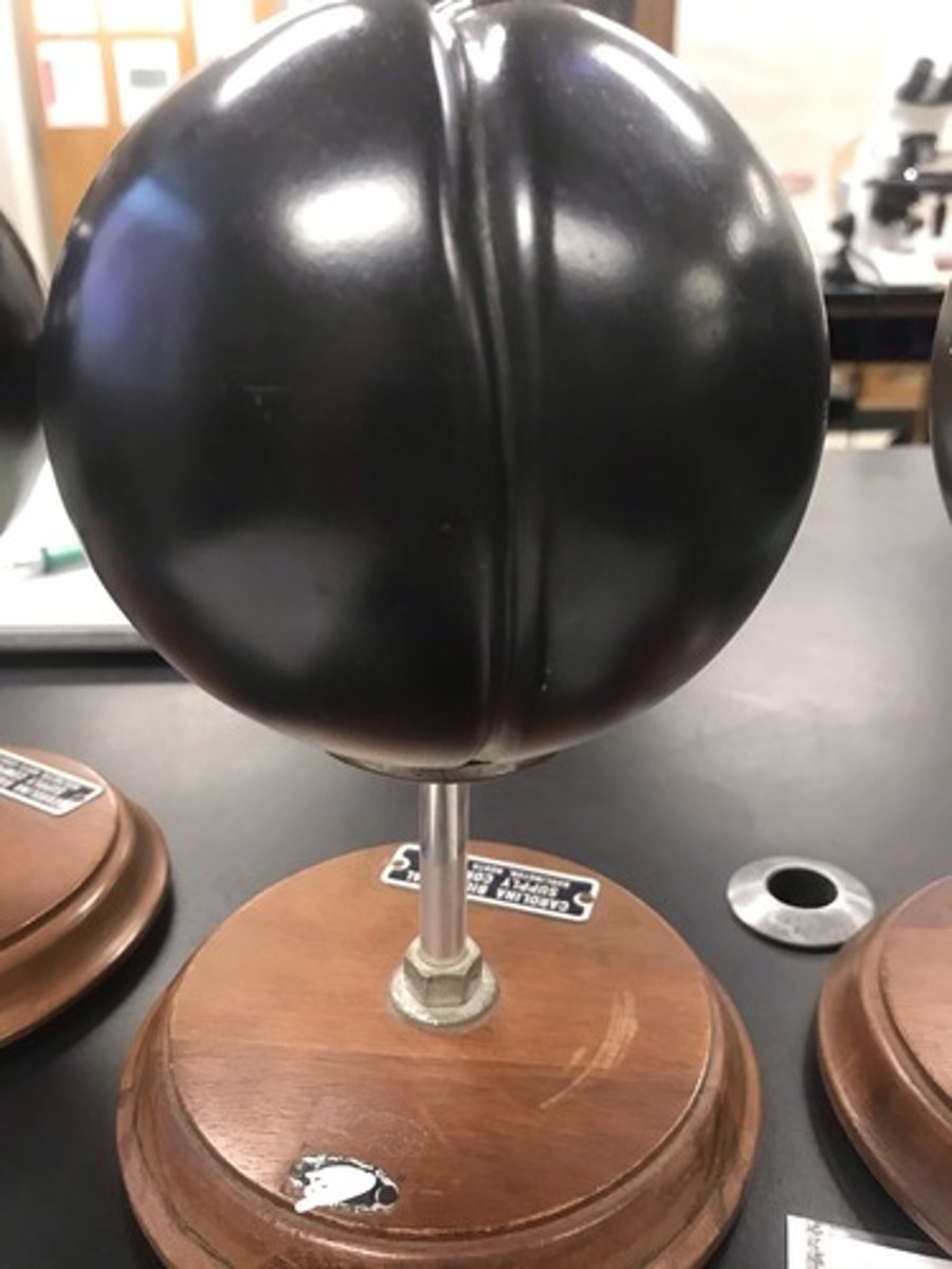 <p>For the following model, give the following:</p><p>1) stage of embryonic development</p><p>2) cleavage type</p>