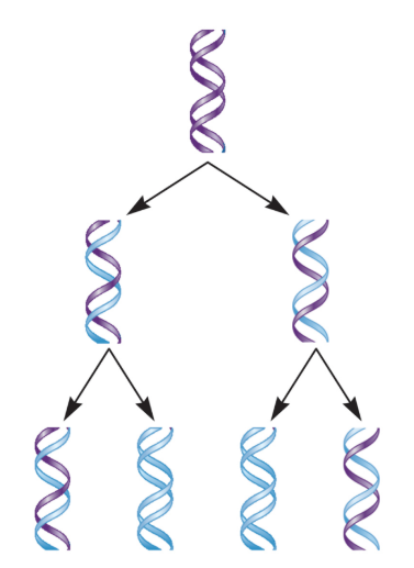 <ul><li><p>New DNA molecules are composed of a parental (old) and daughter (new) strand.</p></li><li><p>If true, each DNA molecule has exactly 50% from the original (parental) DNA molecule.</p></li></ul><p></p>