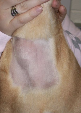 <p>most dogs present with palpable ventral cervical mass (may be incidental findings on routine PE)</p>
