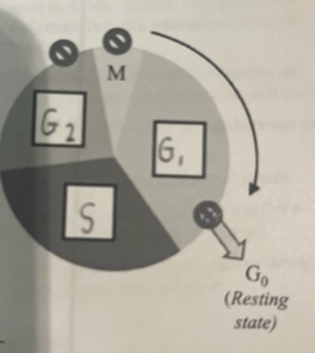 <p>Critical point where "stop" &amp; "go" signals can regulate the cycle</p>