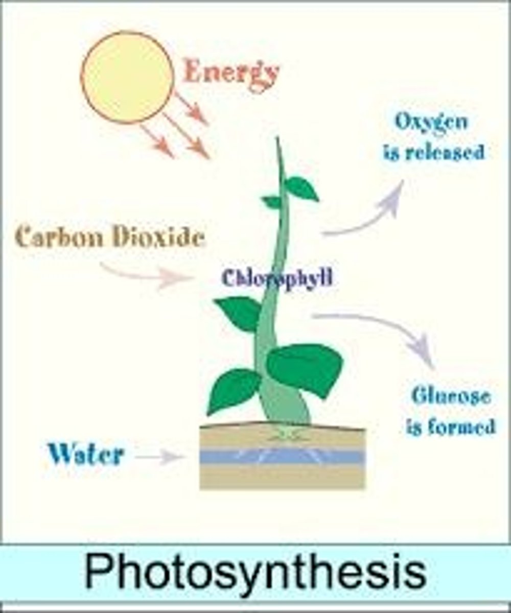 <p>Photosynthesis is the process by which plants make their own food from carbon dioxide, water, and sunlight energy, converting it into chemical energy (sugar).</p>