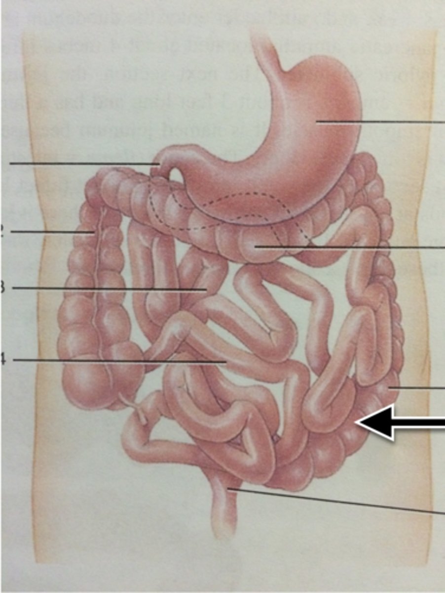 knowt flashcard image